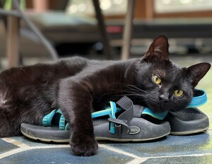 Fundraising Page: Hazel PAC Alum